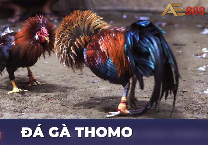 Gà danh thomo điều bông chân vàng 2kg6