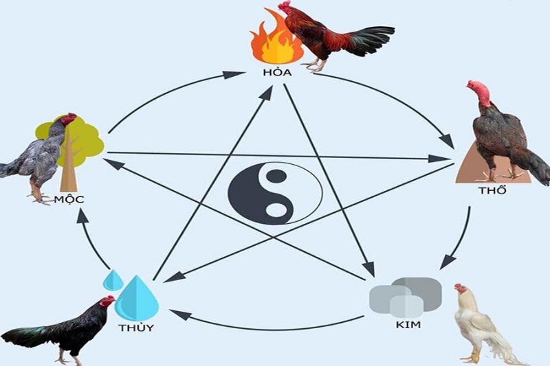 Xem màu mạng gà đá 123B là sao?