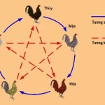 Xem màu mạng gà đá