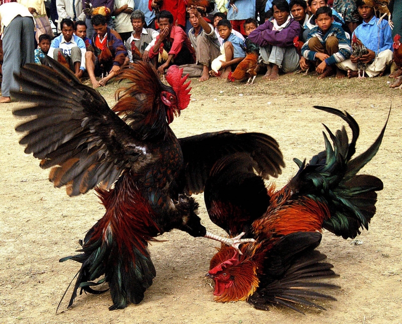 Vệ sinh chuồng, trại gà thường xuyên