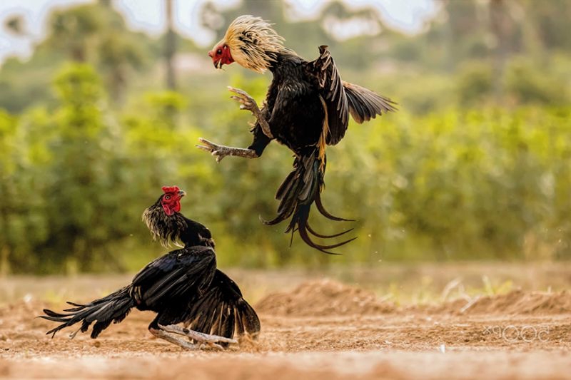 6 thế gà đá đòn độc tuyệt đỉnh nhất hiện nay