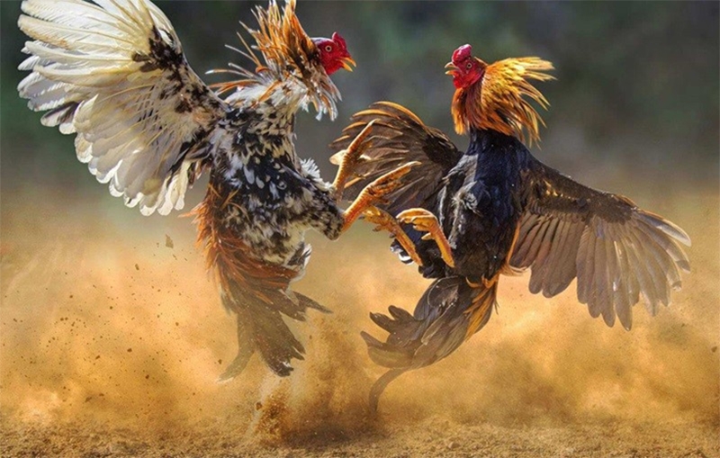 Đòn đá vào hầu