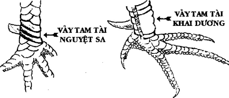 Vảy ngũ quỷ
