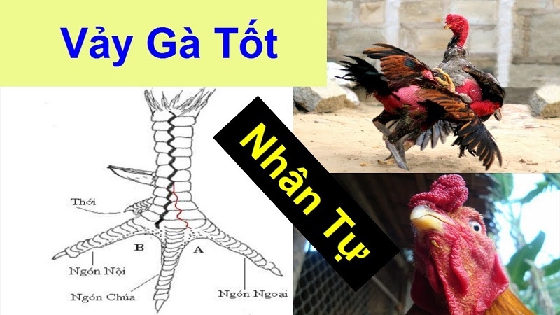 Tầm quan trọng của việc nhận diện vảy gà đá cựa sắt
