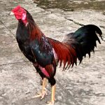 Vảy độc đáo: Người bảo vệ nhanh nhẹn và cảnh giác